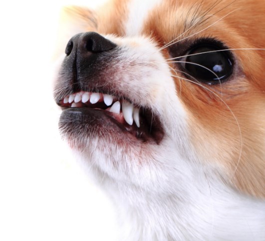 Köpeklerde öfke ve agresif davranışların sebepleri nelerdir?